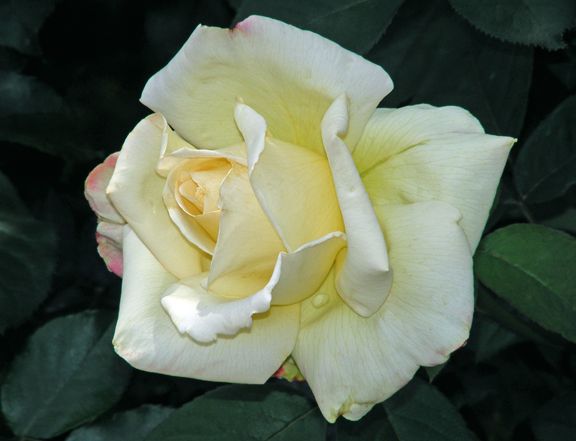 Garden Party photo gp2013_06110067_zpscb17d4b1.jpg